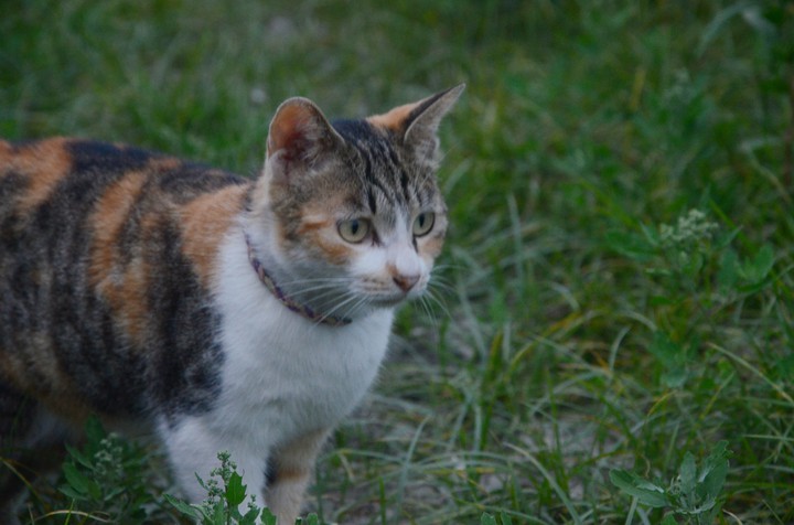 Vigilant Cat