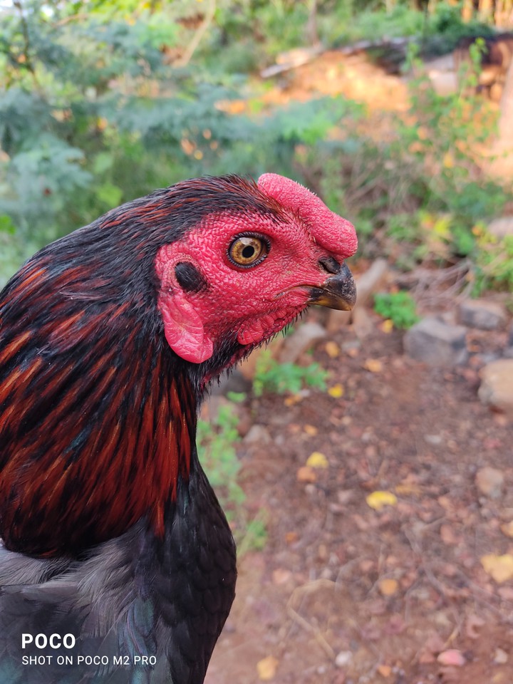 Rooster