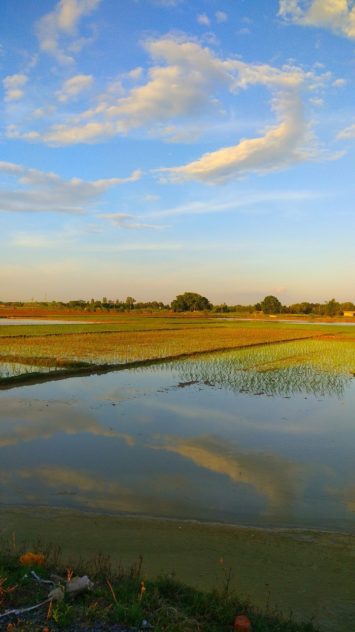 Nature scene
