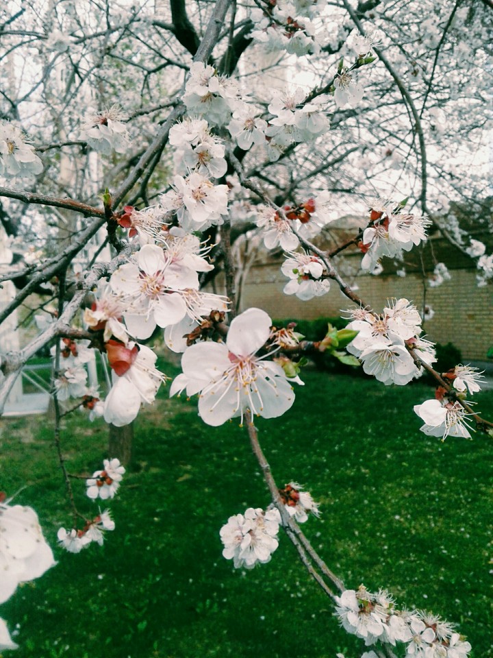 part of the great beauty of spring