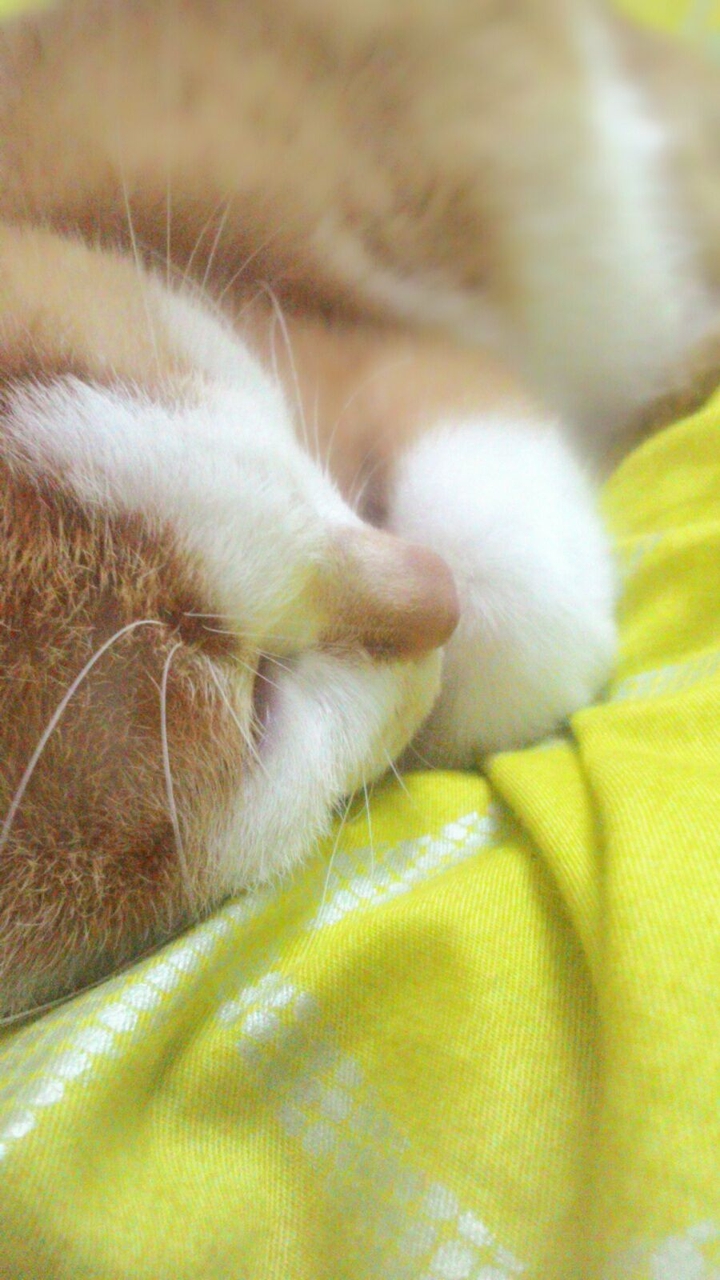 Sleeping cat