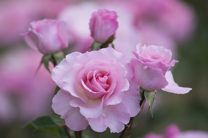 Roses