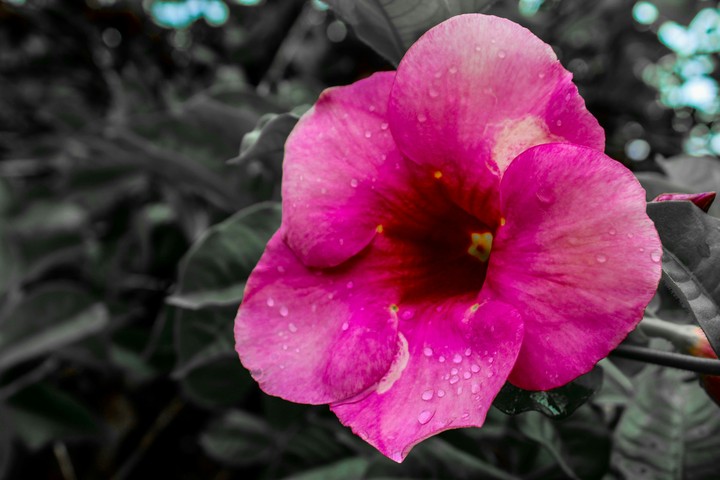 Pink and Raindrops