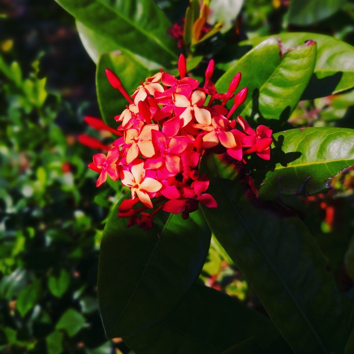 Flower in spring