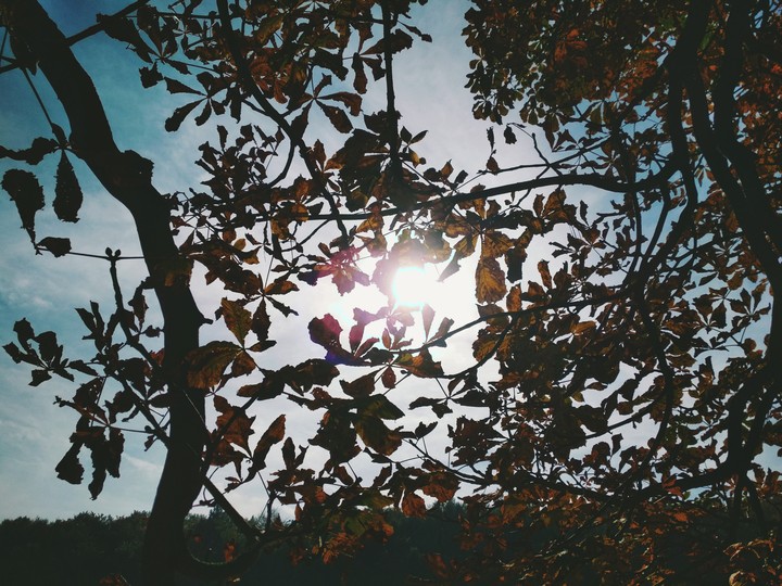 sun shining through the tree