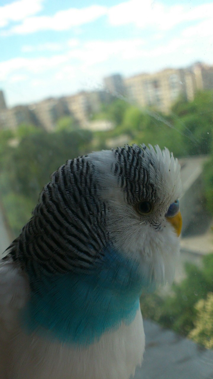 Parrot