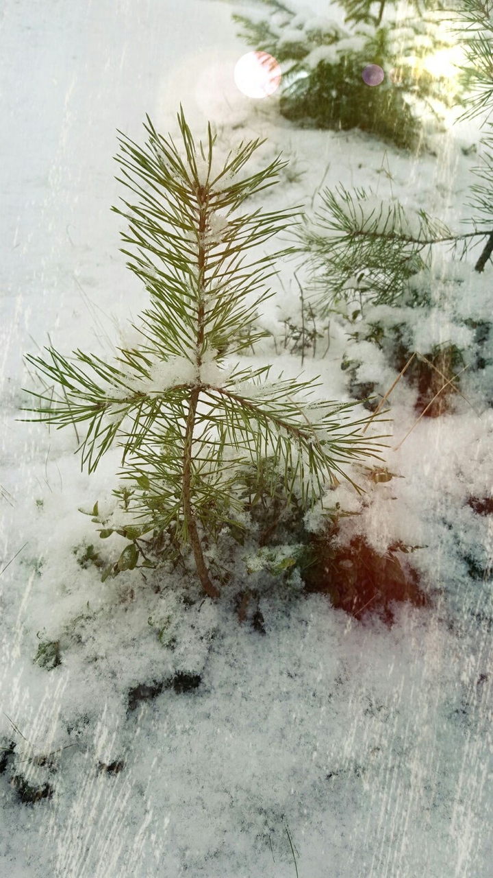 winter&nature ❄