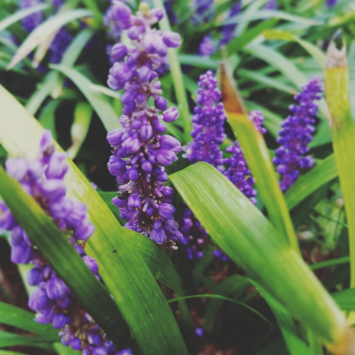purple