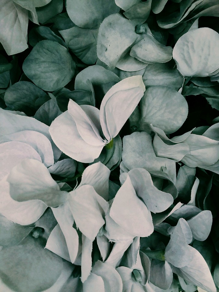 grey flowers