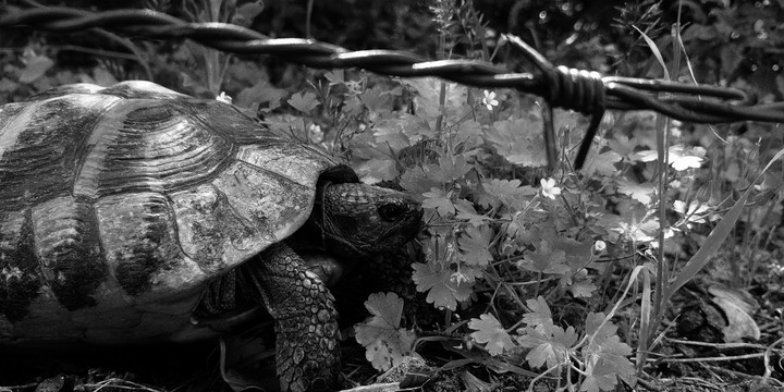 Turtle