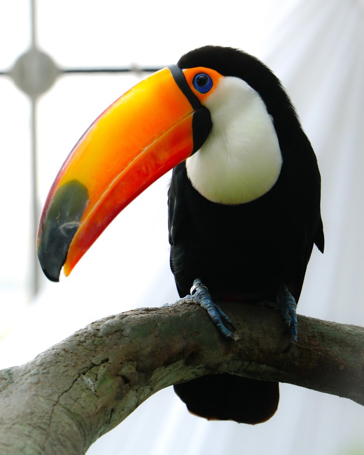 Tucan