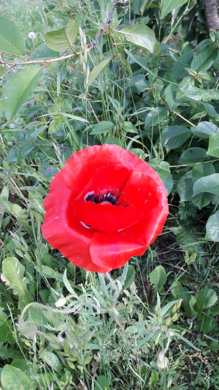 corn rose