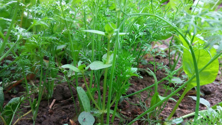 beautiful​ green grasses..!!