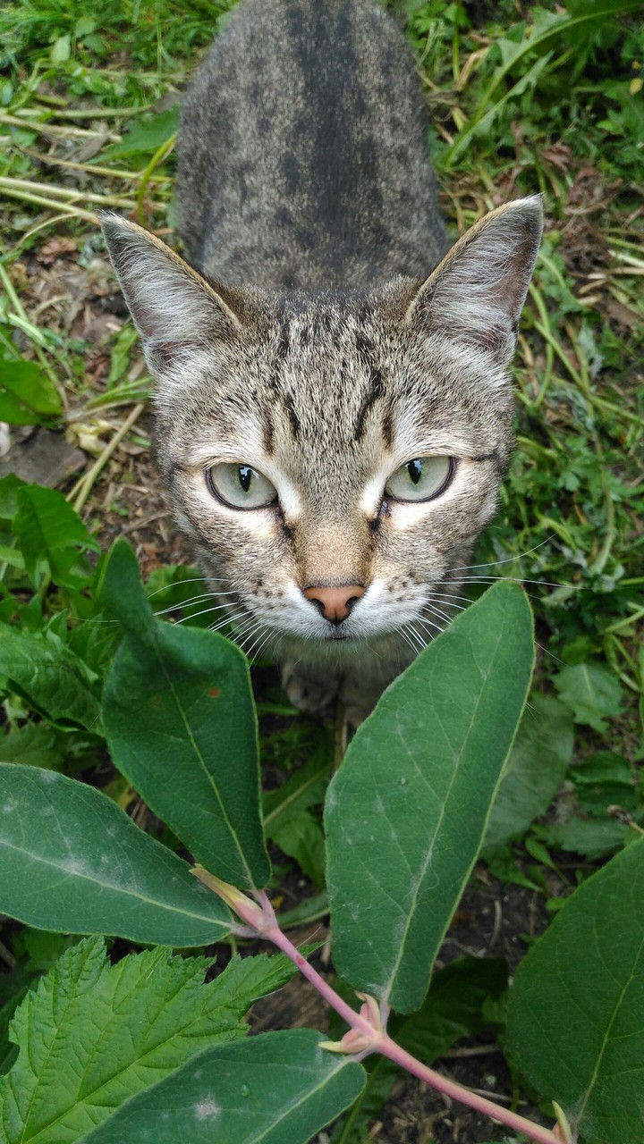cat in garden