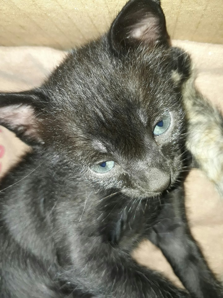 Kitten