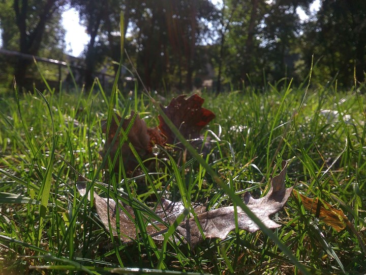 Leaves on grass