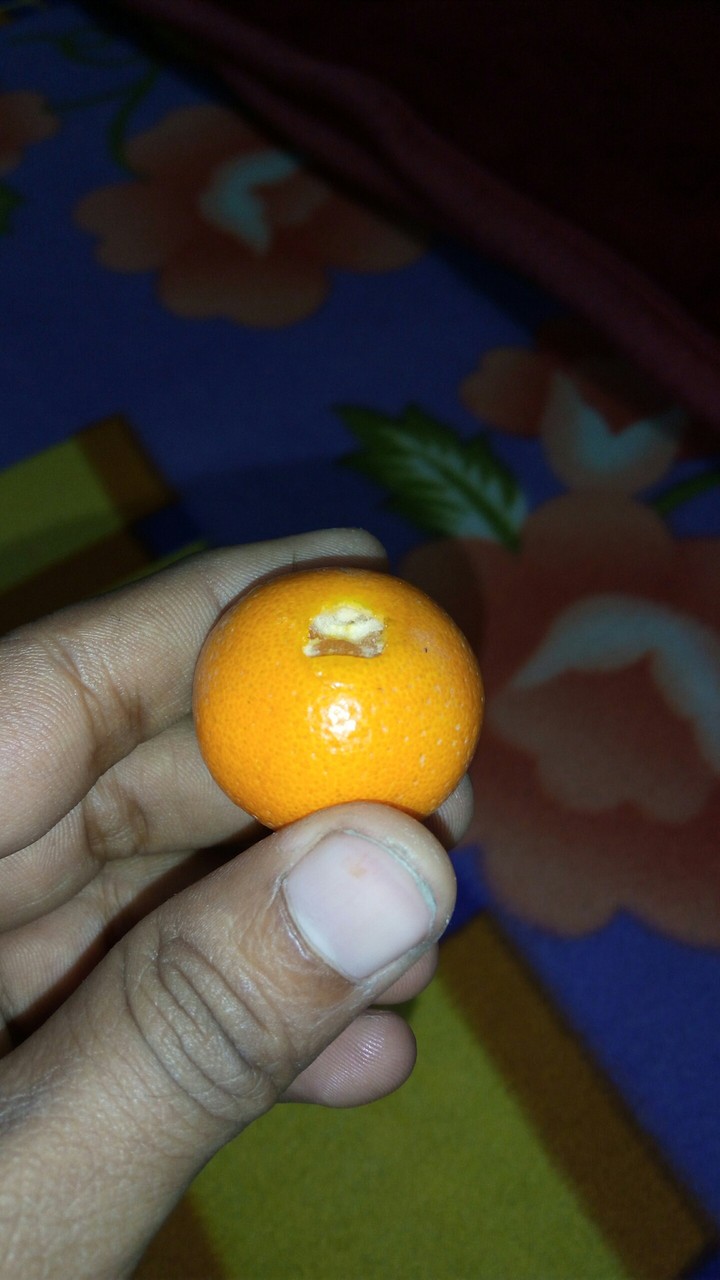small orange