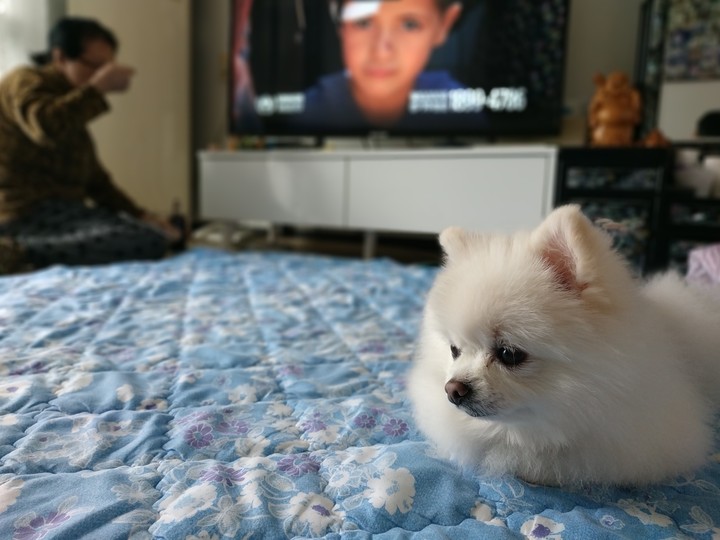 Dog