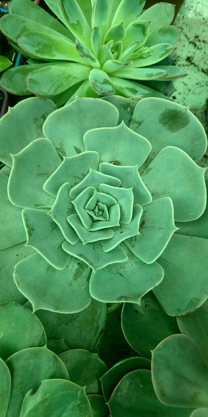 Succulents