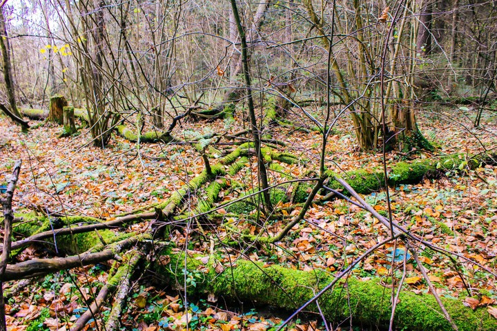 forest