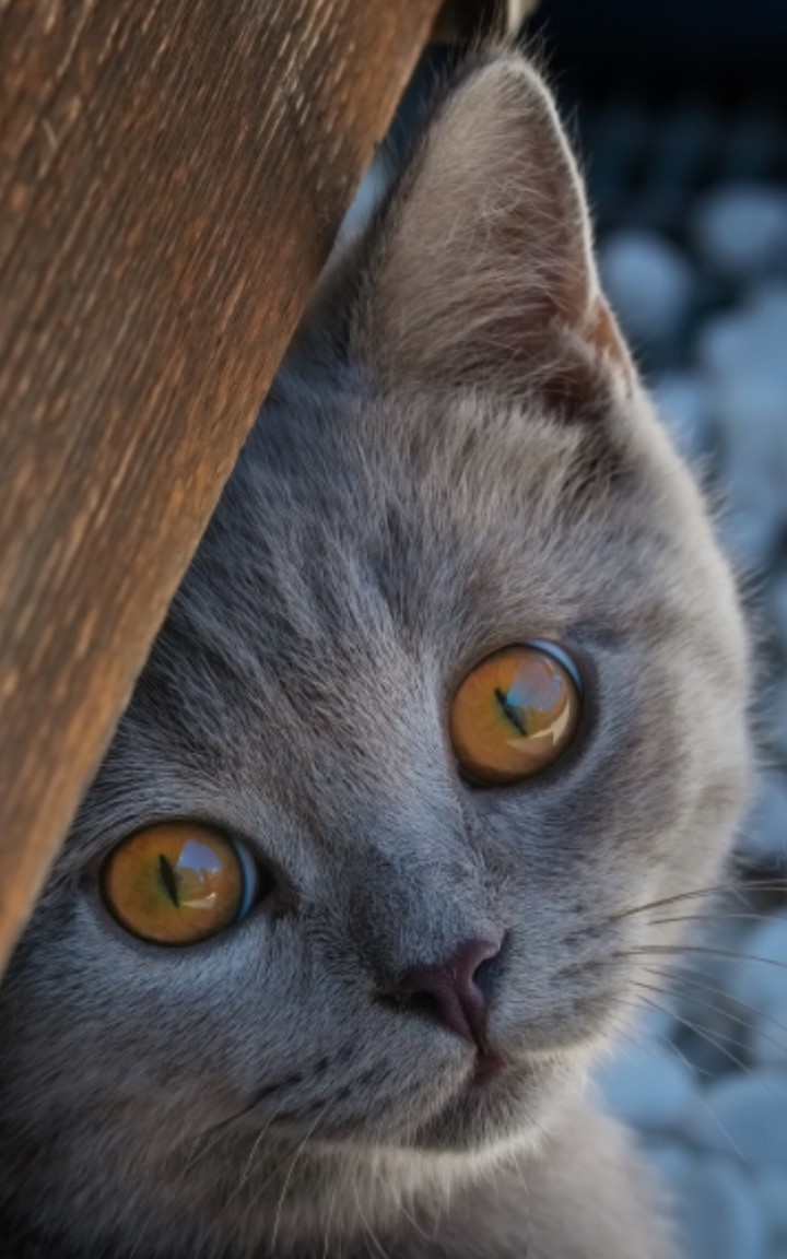 Jr