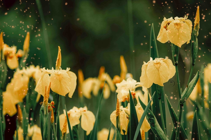 Fields of Iris