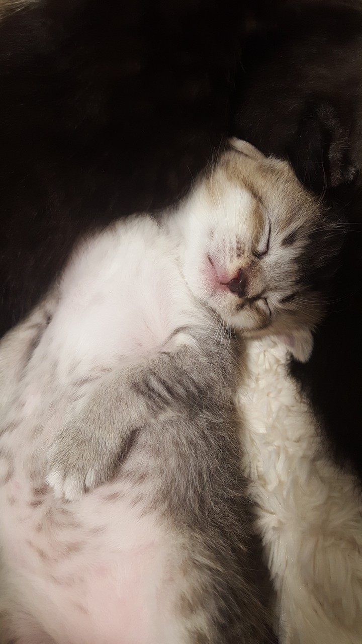 a little kitten