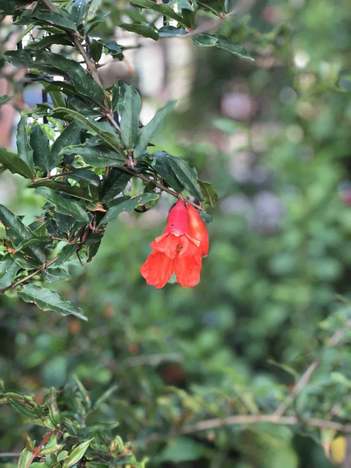 Pomegranate flowers