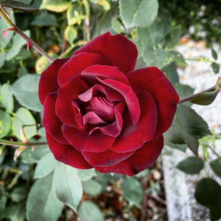 rosa