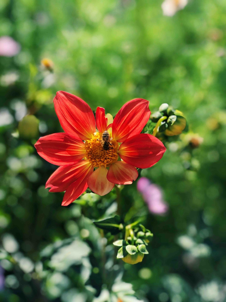 Flower and bee