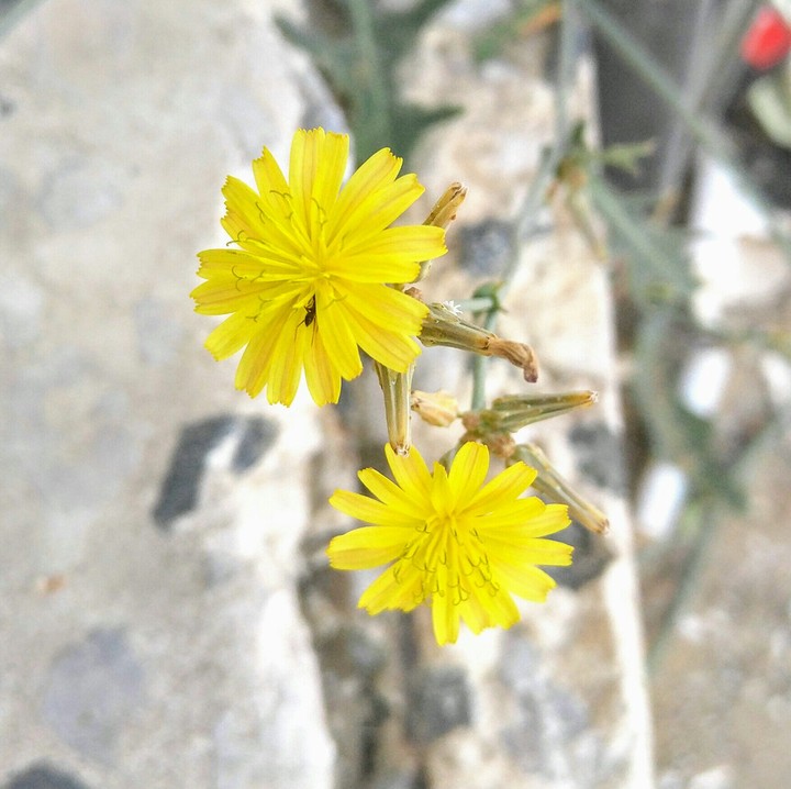 Yellow Weed