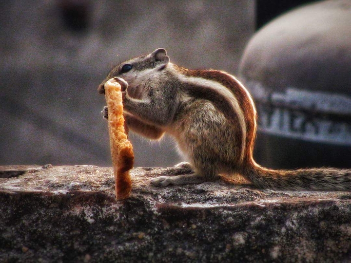 squirrel and bread