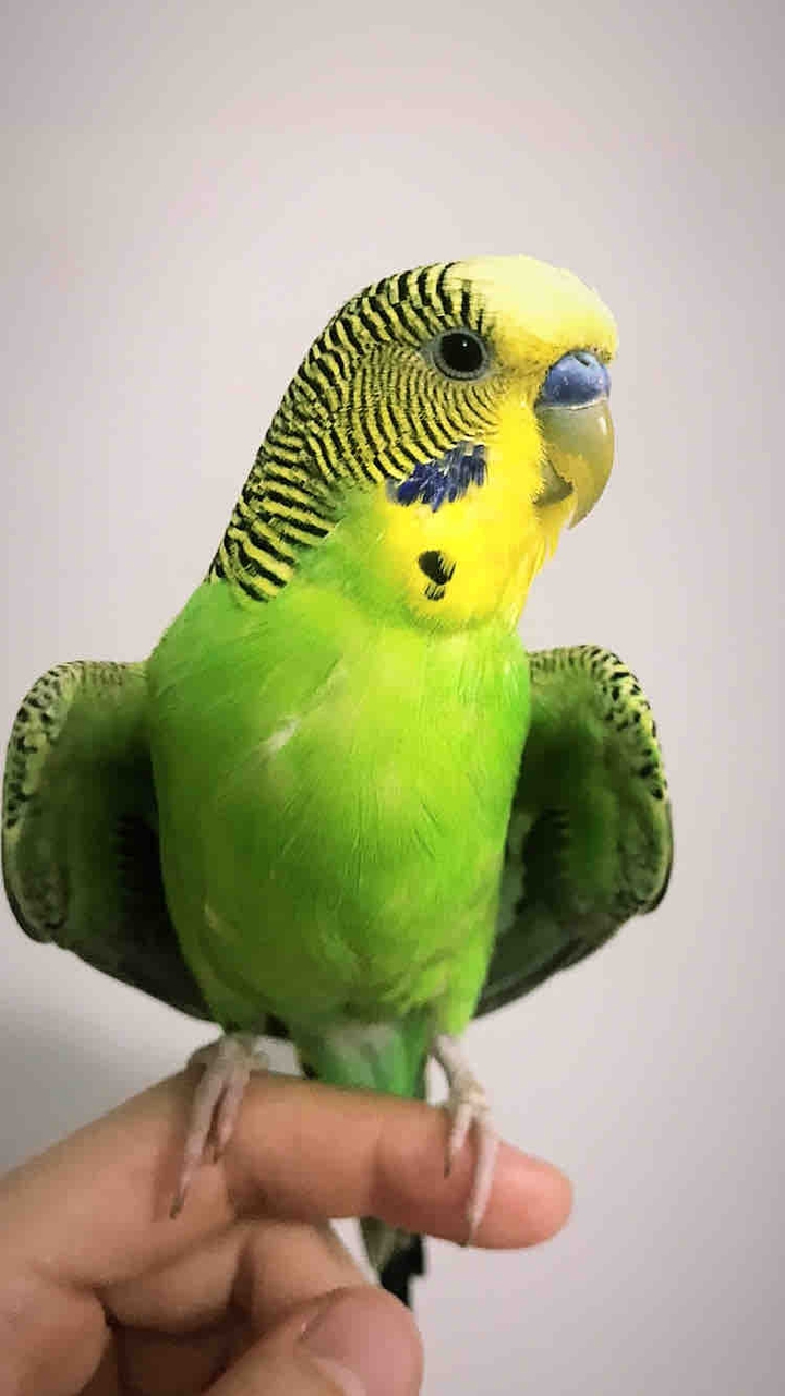 Орёл)