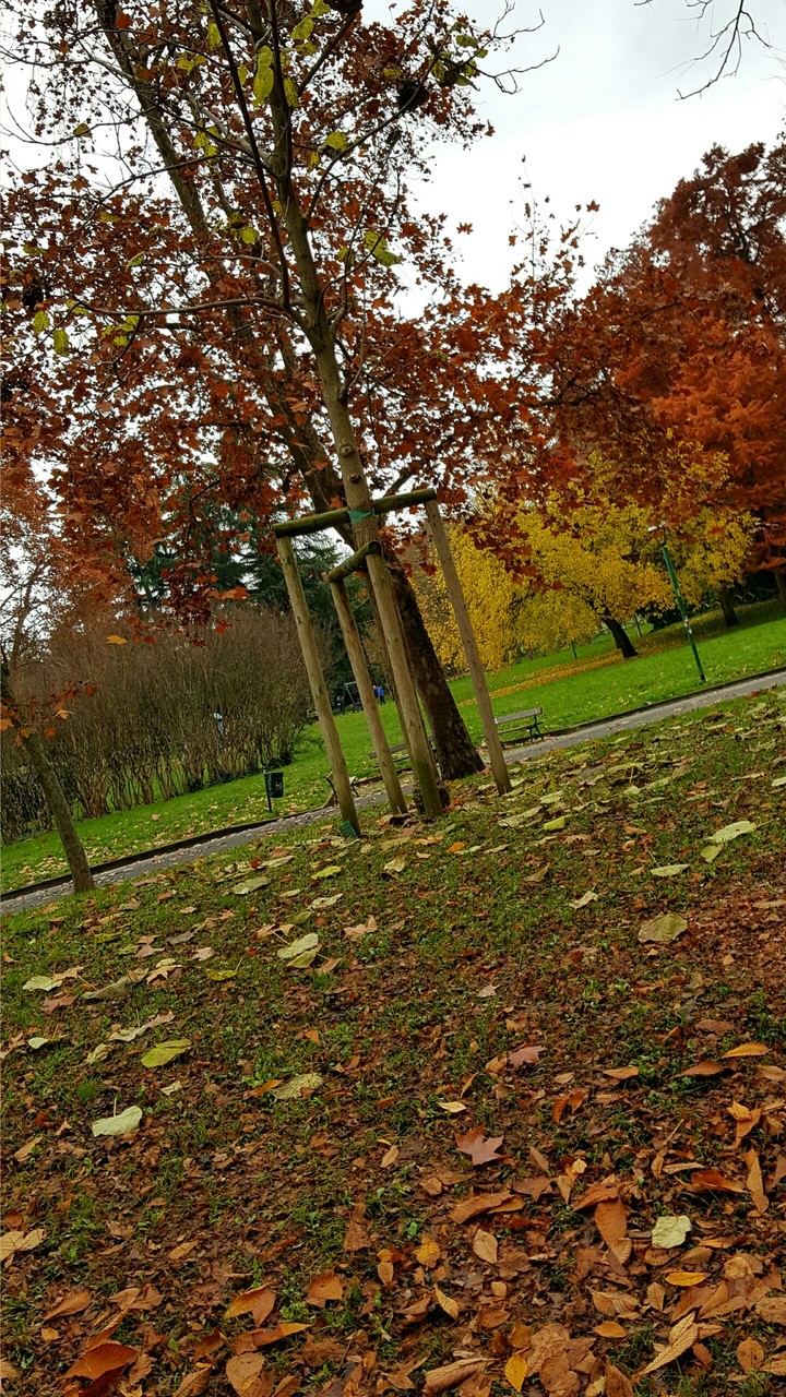 Falling Leaves