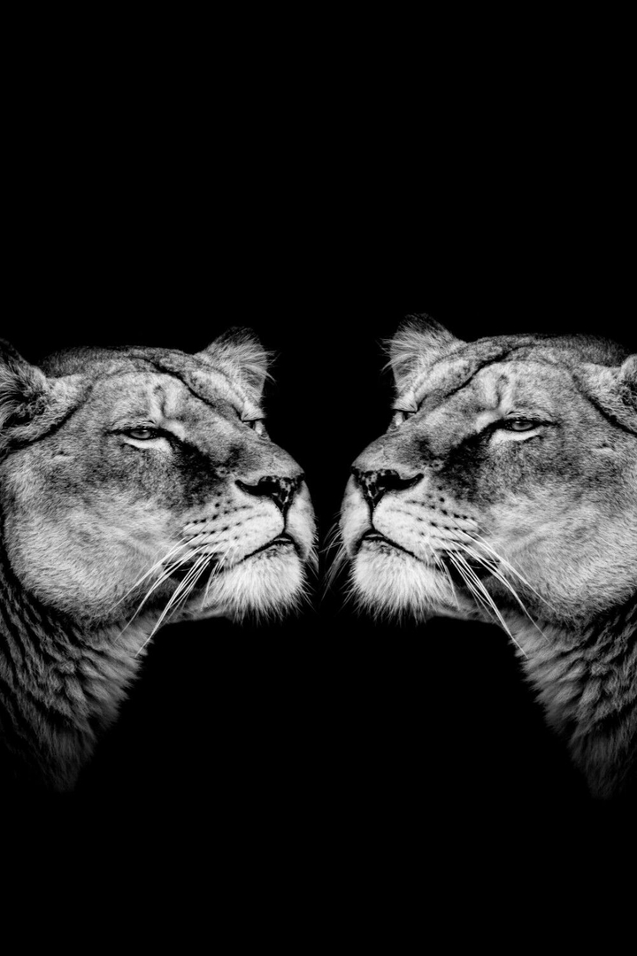 tiger