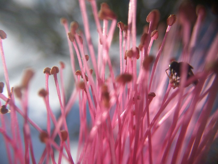 Inside de flower
