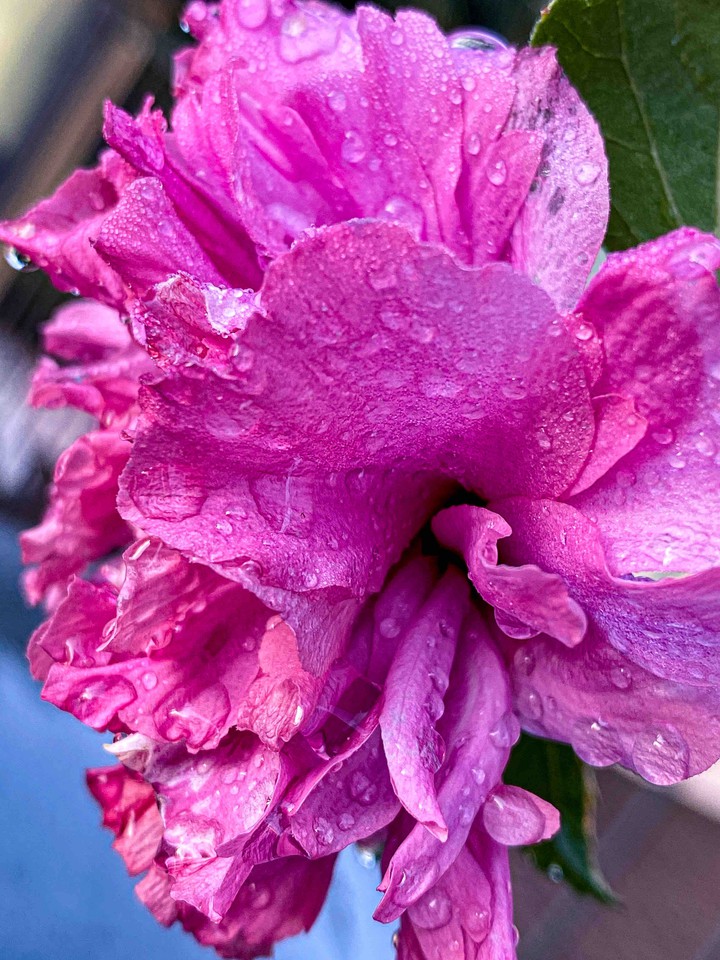 Pink morning