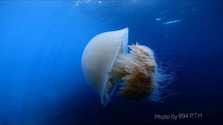 Nomura's jellyfish