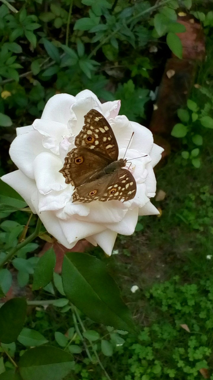 Common butterfly