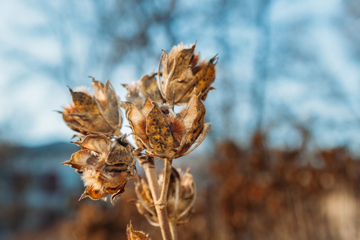 plant at blue sky