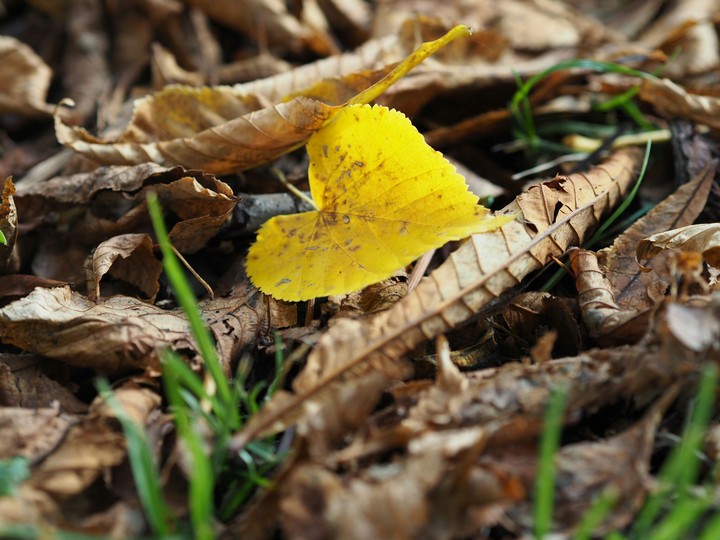 Autumn heart