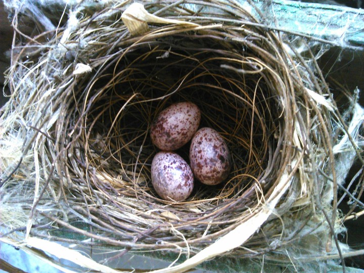 Eggs