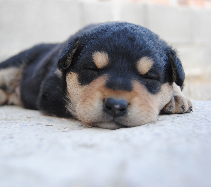dog