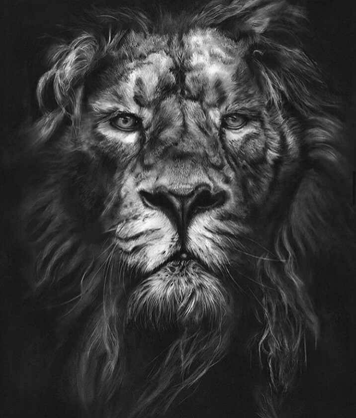 lions