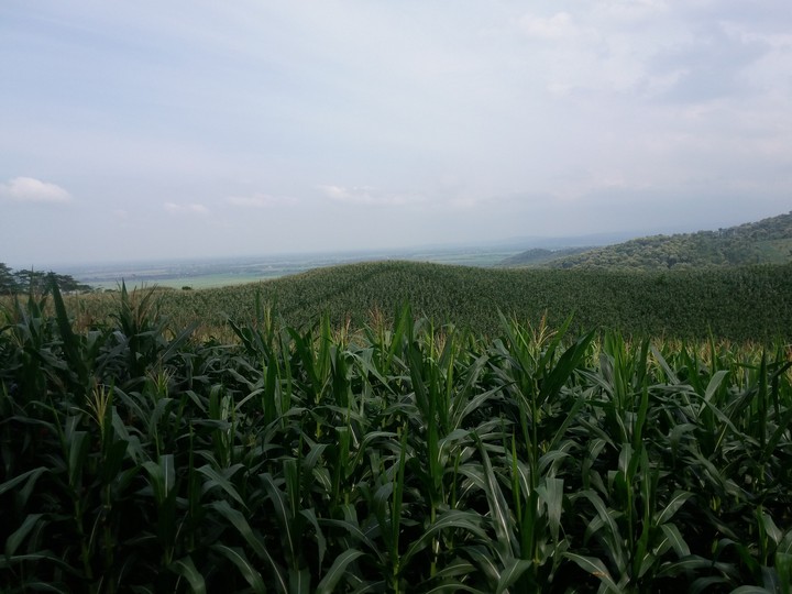corn