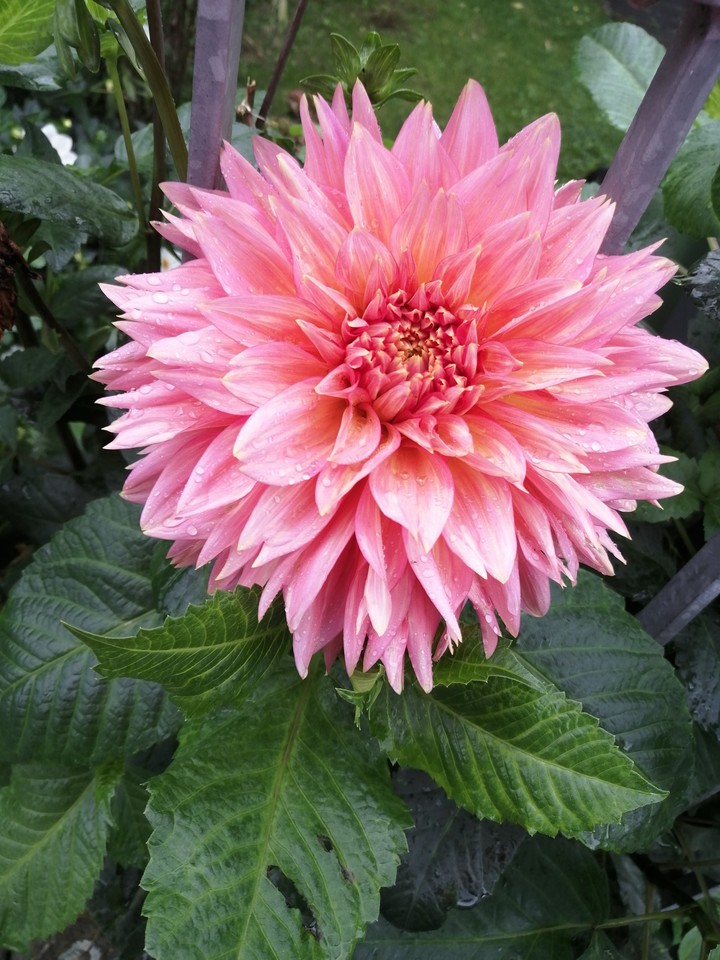 beautiful flower