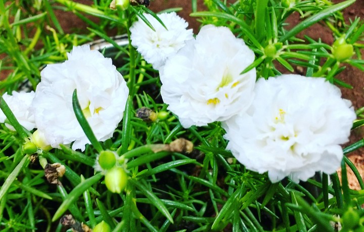 white flowers