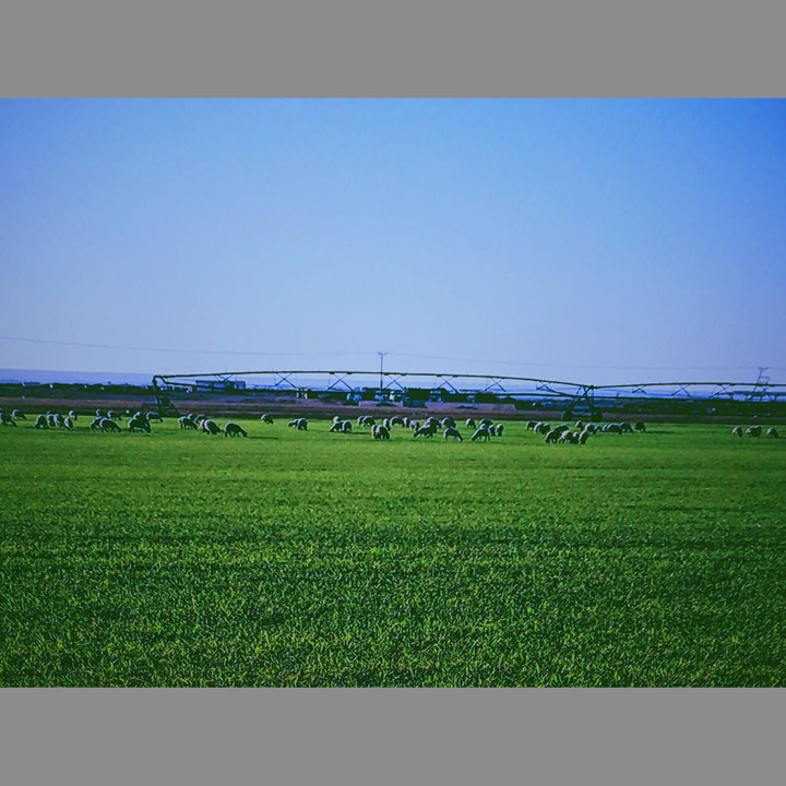 Sheep