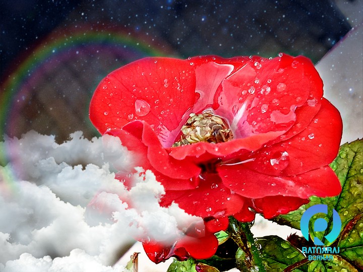 hello guys whats your feeling about this flower comment me.