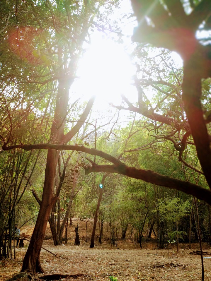 into the wild
